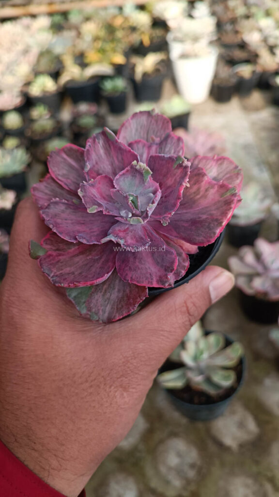 kaktus.id