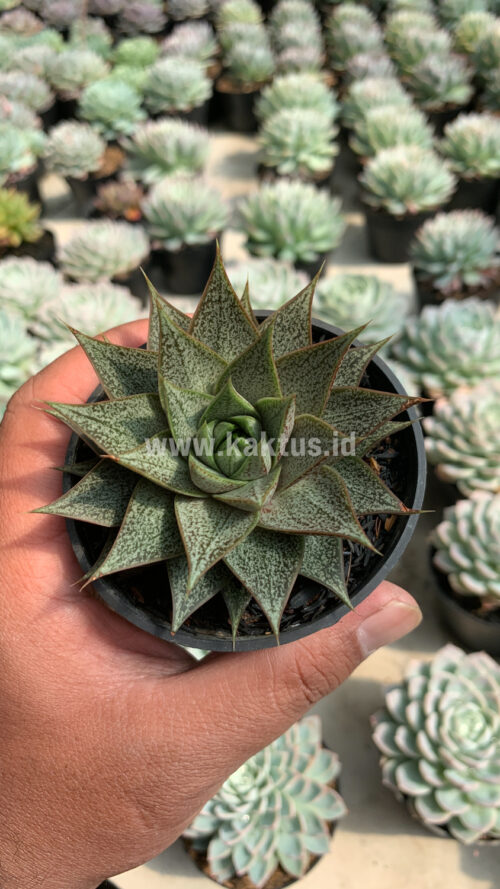 Echeveria Belle Etoile, real gallery image #7 plants. Picture taken directly from kaktus.id community Echeveria farmer green houses.