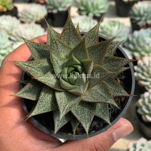 Echeveria Belle Etoile, real gallery image #8 plants. Picture taken directly from kaktus.id community Echeveria farmer green houses.