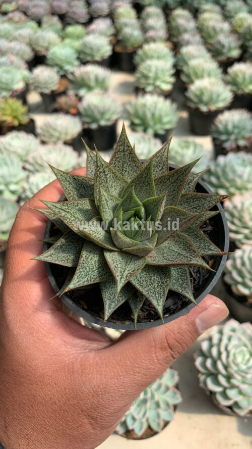 Echeveria Belle Etoile, real gallery image #4 plants. Picture taken directly from kaktus.id community Echeveria farmer green houses.