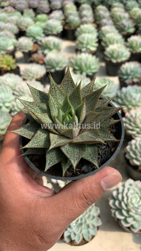424. Echeveria Belle Etoile - Image 4