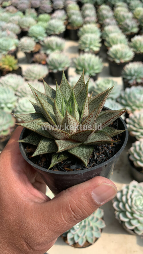 Echeveria Belle Etoile, real gallery image #2 plants. Picture taken directly from kaktus.id community Echeveria farmer green houses.