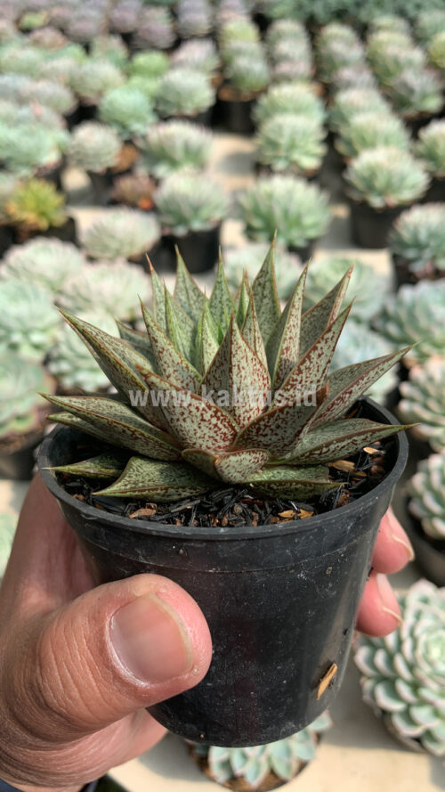 Echeveria Belle Etoile, real gallery image #1 plants. Picture taken directly from kaktus.id community Echeveria farmer green houses.