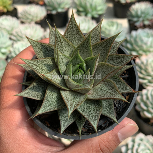 Echeveria Belle Etoile, real feature image plant. Picture taken directly from kaktus.id community Echeveria farmer green houses.