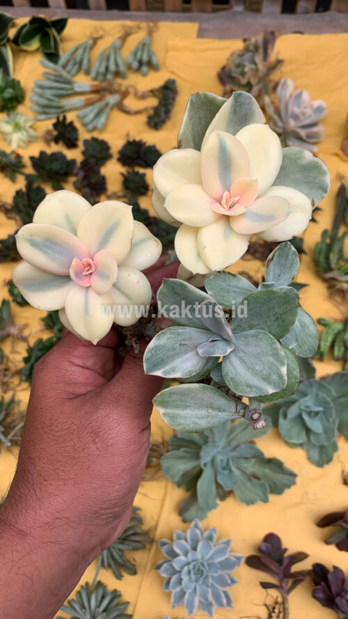 Echeveria Decora Aurea Variegated ( Single Head ), real gallery image #2 plants. Picture taken directly from kaktus.id community Echeveria farmer green houses.