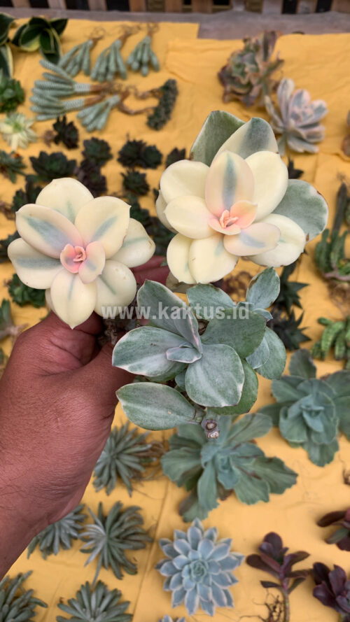 Echeveria Decora Aurea Variegated ( Single Head ), real gallery image #5 plants. Picture taken directly from kaktus.id community Echeveria farmer green houses.
