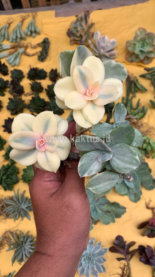 Echeveria Decora Aurea Variegated ( Single Head ), real gallery image #6 plants. Picture taken directly from kaktus.id community Echeveria farmer green houses.