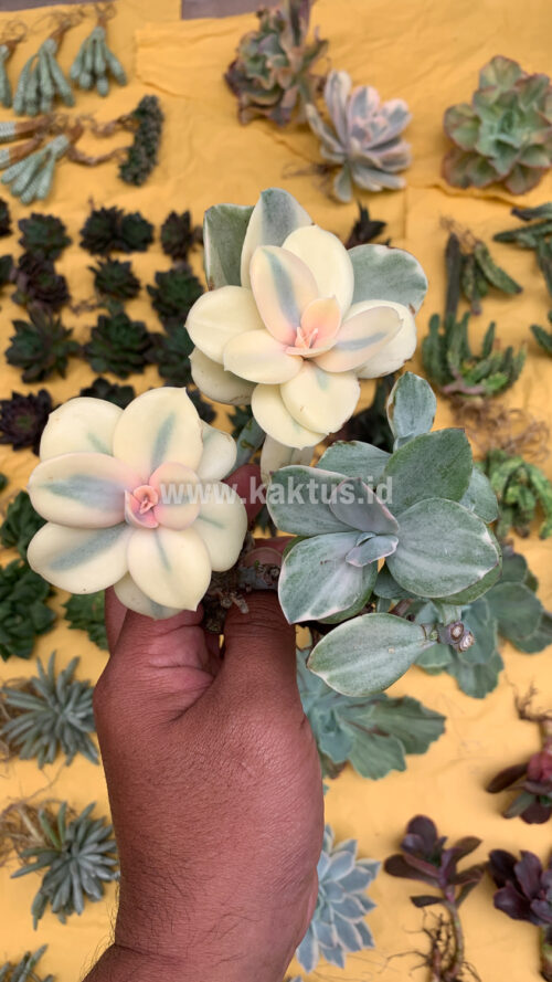 Echeveria Decora Aurea Variegated ( Single Head ), real gallery image #18 plants. Picture taken directly from kaktus.id community Echeveria farmer green houses.