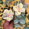 Echeveria Decora Aurea Variegated ( Single Head ), real feature image plant. Picture taken directly from kaktus.id community Echeveria farmer green houses.