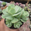Echeveria x Aeonium Canariense Variegated, real feature image plant. Picture taken directly from kaktus.id community Echeveria farmer green houses.