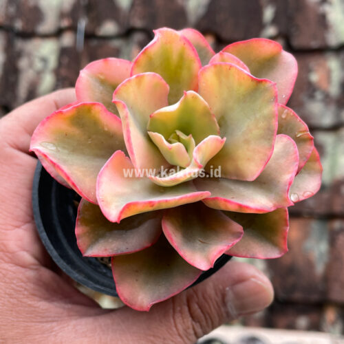 Echeveria San Remo, real gallery image #2 plants. Picture taken directly from kaktus.id community Echeveria farmer green houses.