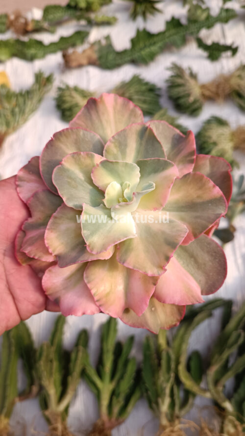 Echeveria San Remo, real gallery image #26 plants. Picture taken directly from kaktus.id community Echeveria farmer green houses.