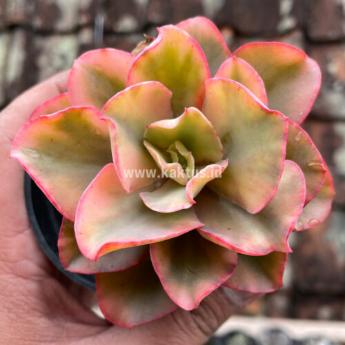 Echeveria San Remo, real gallery image #5 plants. Picture taken directly from kaktus.id community Echeveria farmer green houses.