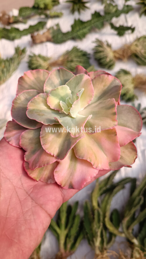 Echeveria San Remo, real gallery image #19 plants. Picture taken directly from kaktus.id community Echeveria farmer green houses.