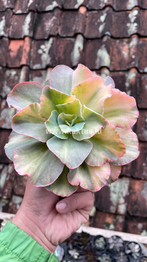 Echeveria San Remo, real gallery image #23 plants. Picture taken directly from kaktus.id community Echeveria farmer green houses.