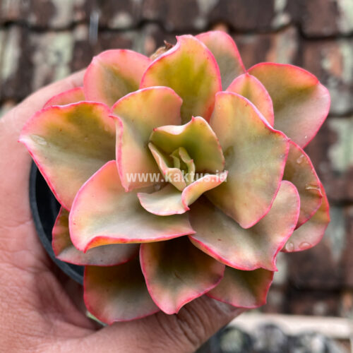 Echeveria San Remo, real gallery image #8 plants. Picture taken directly from kaktus.id community Echeveria farmer green houses.