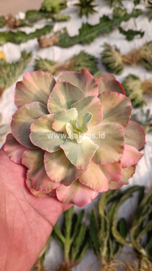 Echeveria San Remo, real gallery image #22 plants. Picture taken directly from kaktus.id community Echeveria farmer green houses.