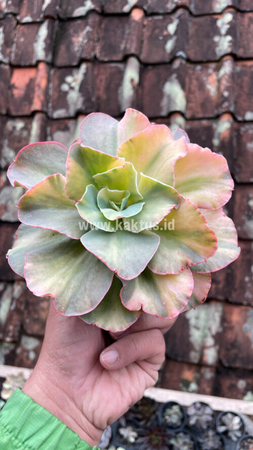Echeveria San Remo, real gallery image #21 plants. Picture taken directly from kaktus.id community Echeveria farmer green houses.