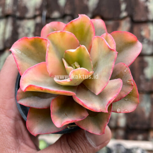 Echeveria San Remo, real gallery image #11 plants. Picture taken directly from kaktus.id community Echeveria farmer green houses.