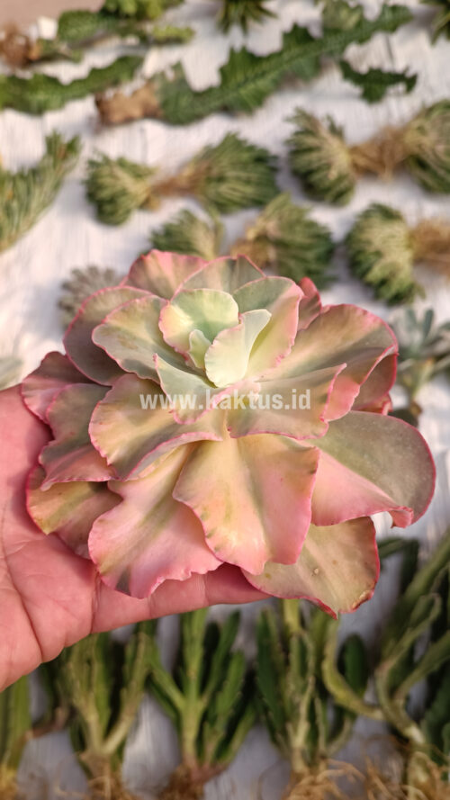 Echeveria San Remo, real gallery image #27 plants. Picture taken directly from kaktus.id community Echeveria farmer green houses.