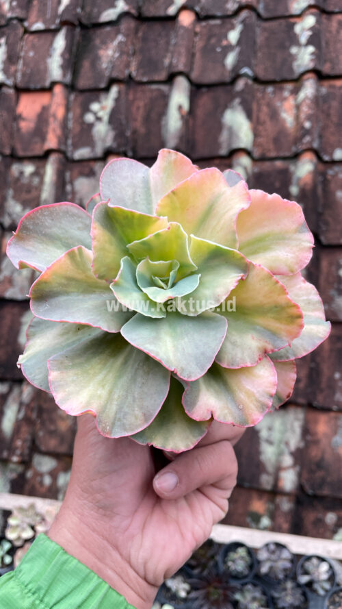 Echeveria San Remo, real gallery image #20 plants. Picture taken directly from kaktus.id community Echeveria farmer green houses.