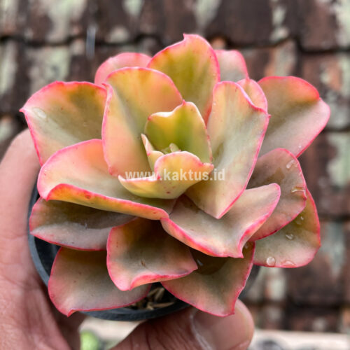 Echeveria San Remo, real gallery image #13 plants. Picture taken directly from kaktus.id community Echeveria farmer green houses.