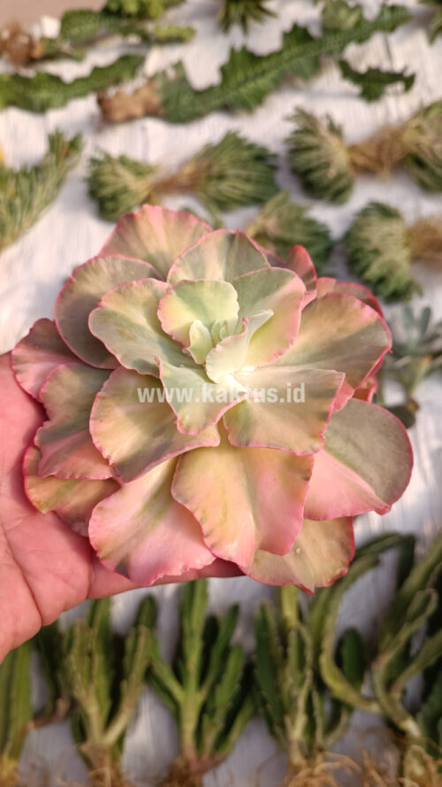 Echeveria San Remo, real gallery image #28 plants. Picture taken directly from kaktus.id community Echeveria farmer green houses.