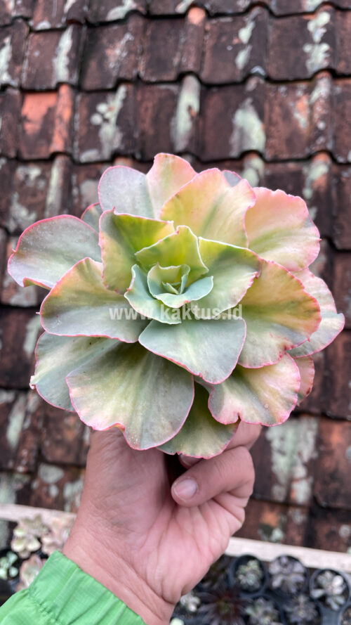 Echeveria San Remo, real gallery image #18 plants. Picture taken directly from kaktus.id community Echeveria farmer green houses.
