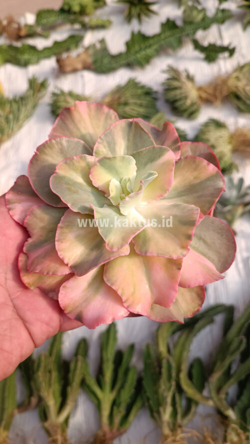 Echeveria San Remo, real gallery image #25 plants. Picture taken directly from kaktus.id community Echeveria farmer green houses.
