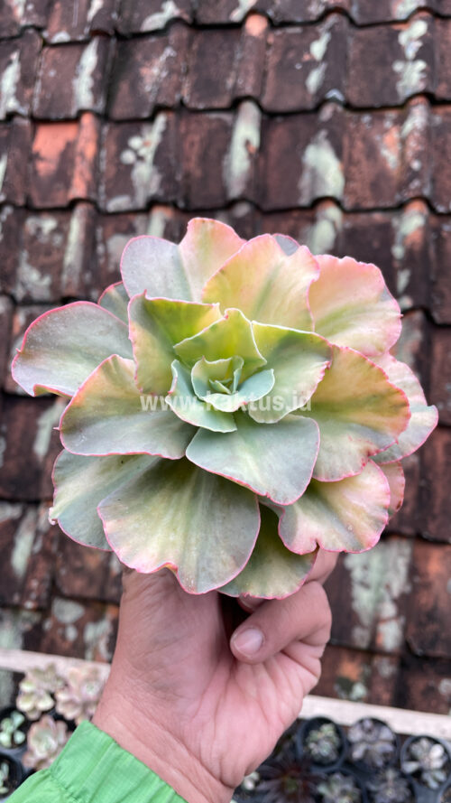 Echeveria San Remo, real gallery image #17 plants. Picture taken directly from kaktus.id community Echeveria farmer green houses.