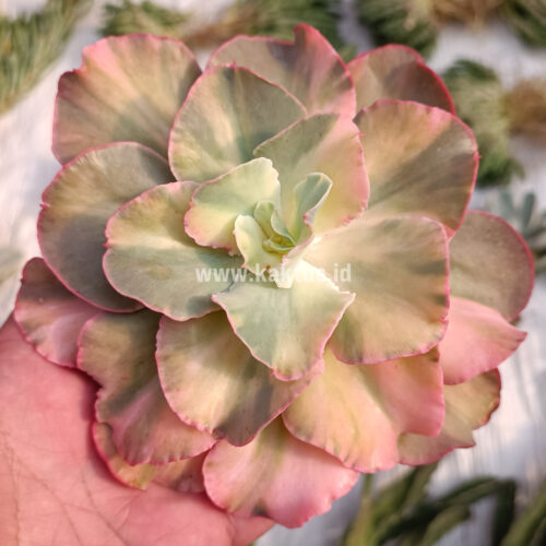 Echeveria San Remo, real gallery image #3 plants. Picture taken directly from kaktus.id community Echeveria farmer green houses.