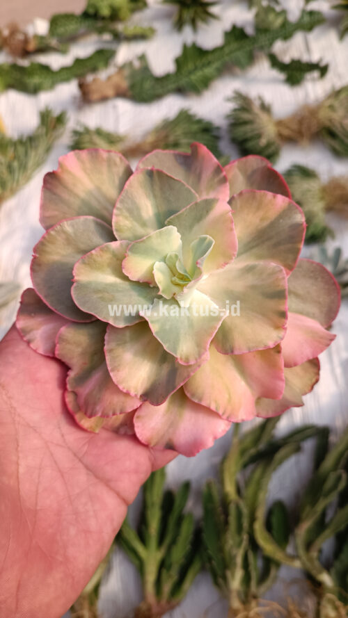 Echeveria San Remo, real gallery image #7 plants. Picture taken directly from kaktus.id community Echeveria farmer green houses.