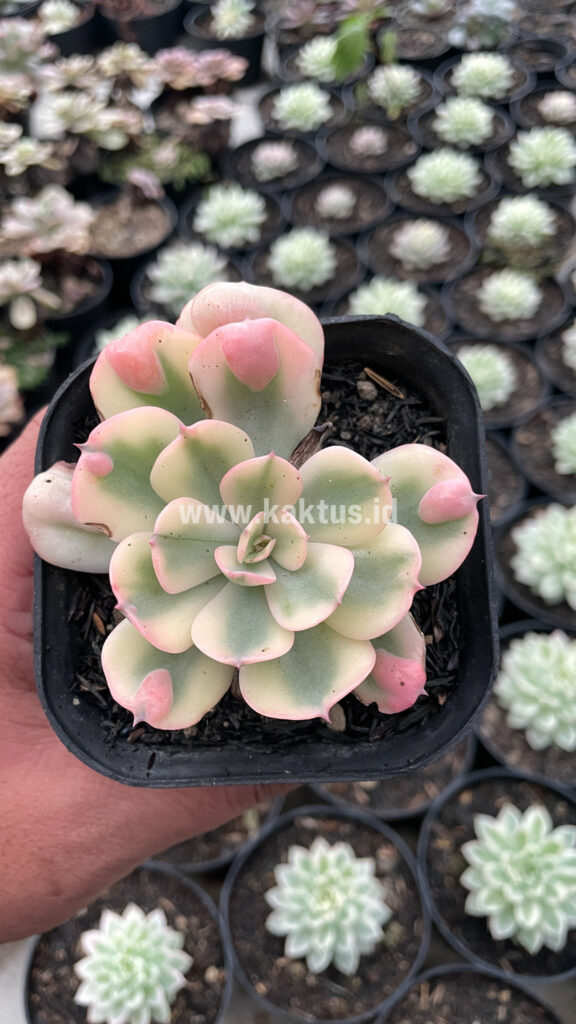 kaktus.id