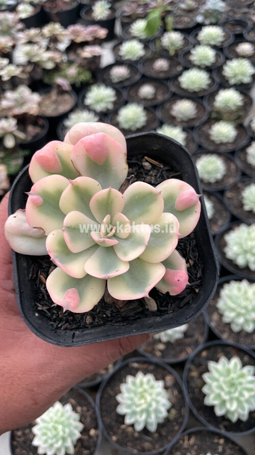 Echeveria Raindrops Tricolor Aurea Variegated, real gallery image #5 plants. Picture taken directly from kaktus.id community Echeveria farmer green houses.