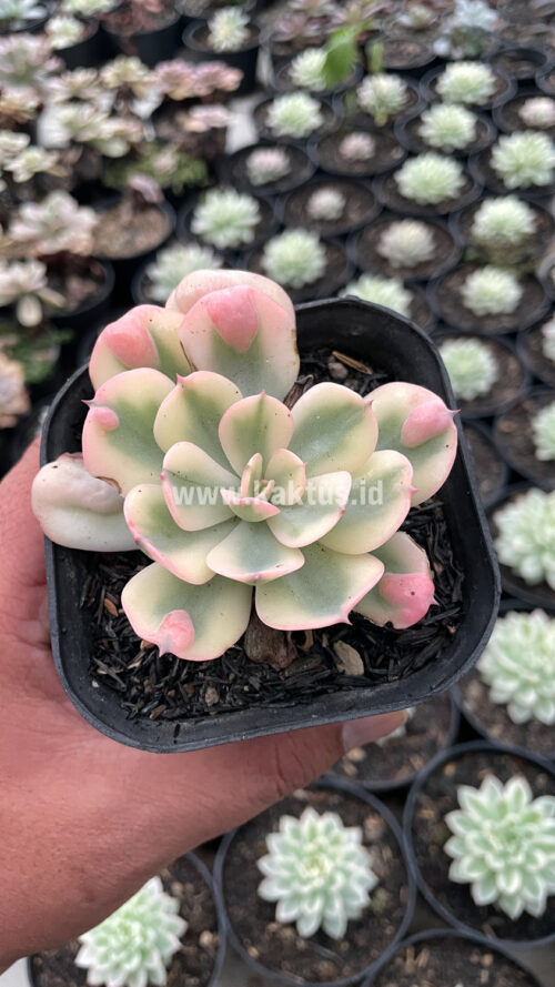 Echeveria Raindrops Tricolor Aurea Variegated, real gallery image #4 plants. Picture taken directly from kaktus.id community Echeveria farmer green houses.