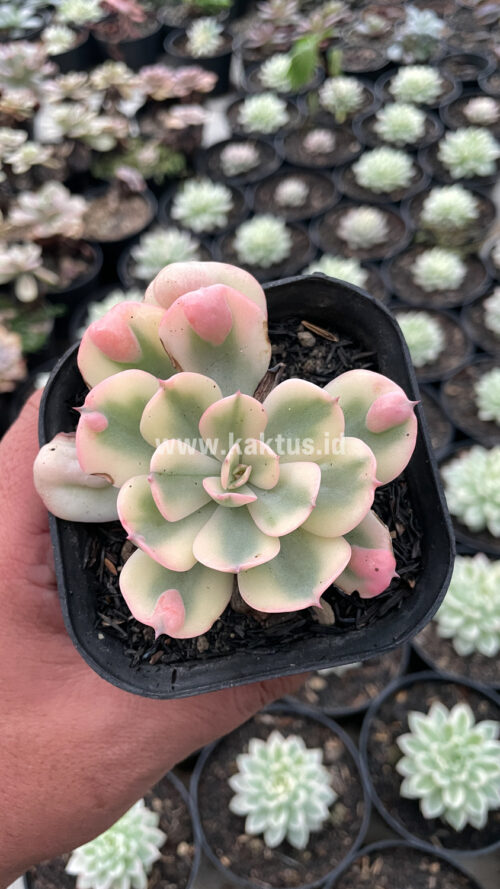 Echeveria Raindrops Tricolor Aurea Variegated, real gallery image #3 plants. Picture taken directly from kaktus.id community Echeveria farmer green houses.