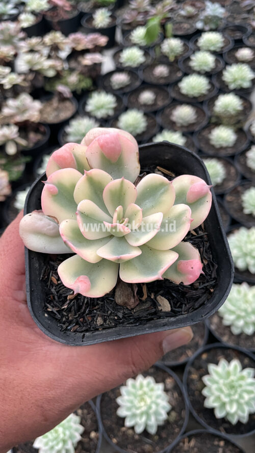 Echeveria Raindrops Tricolor Aurea Variegated, real gallery image #2 plants. Picture taken directly from kaktus.id community Echeveria farmer green houses.