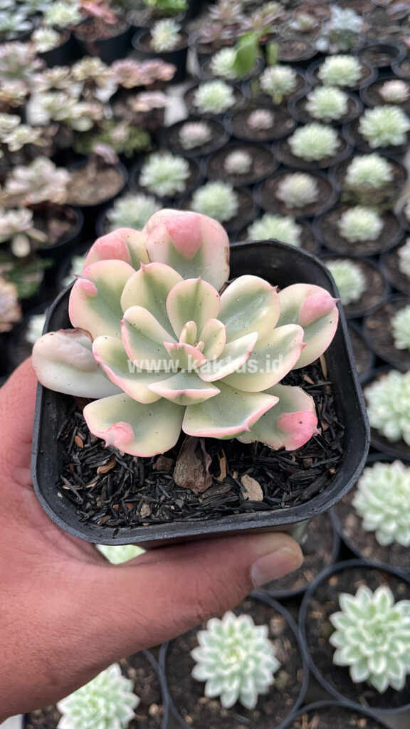 kaktus.id