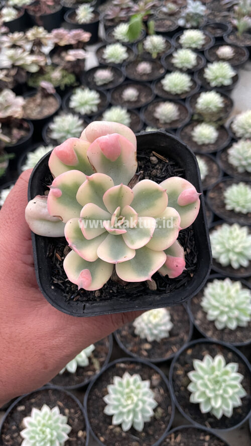 Echeveria Raindrops Tricolor Aurea Variegated, real gallery image #14 plants. Picture taken directly from kaktus.id community Echeveria farmer green houses.