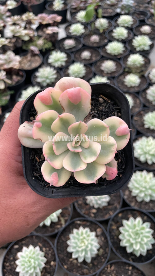 Echeveria Raindrops Tricolor Aurea Variegated, real gallery image #13 plants. Picture taken directly from kaktus.id community Echeveria farmer green houses.
