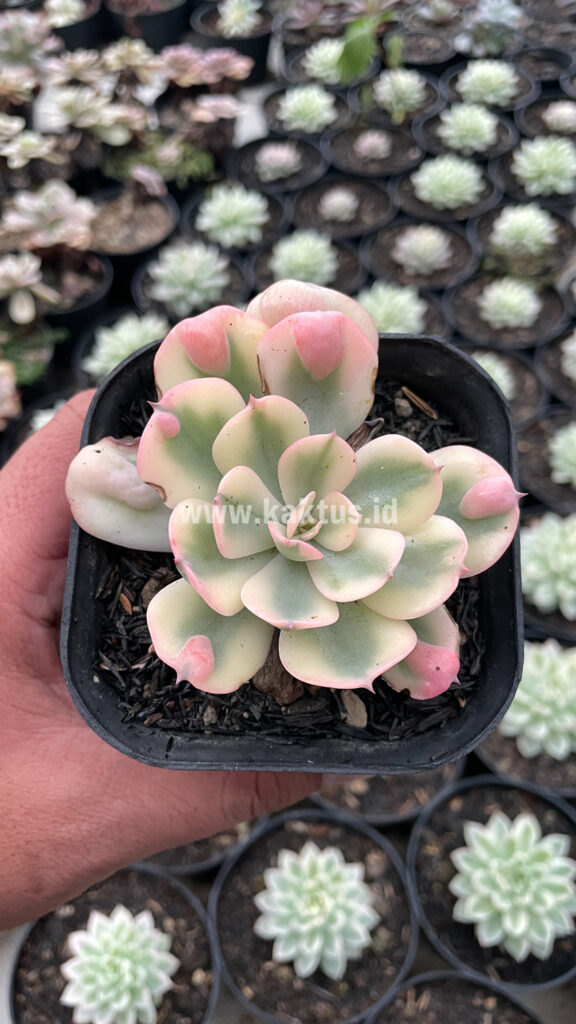 kaktus.id