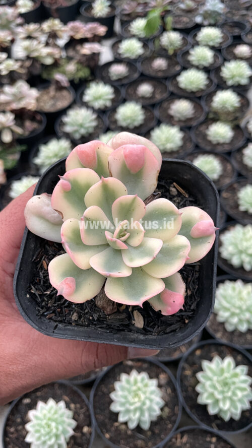 Echeveria Raindrops Tricolor Aurea Variegated, real gallery image #11 plants. Picture taken directly from kaktus.id community Echeveria farmer green houses.