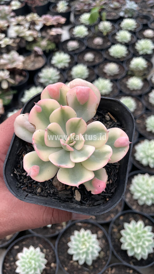 Echeveria Raindrops Tricolor Aurea Variegated, real gallery image #10 plants. Picture taken directly from kaktus.id community Echeveria farmer green houses.