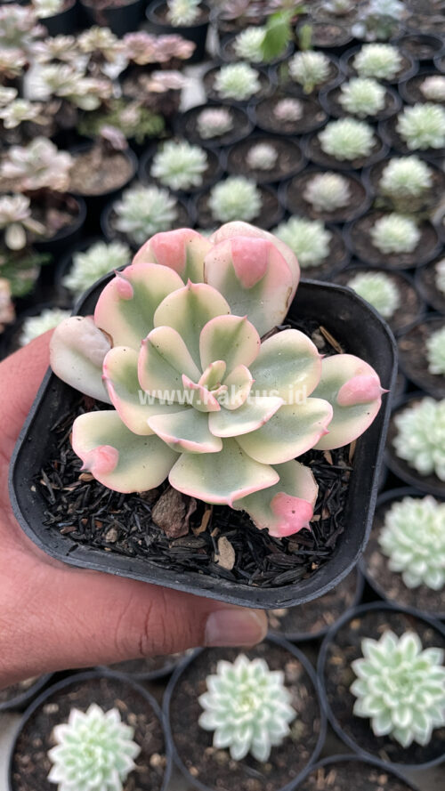 Echeveria Raindrops Tricolor Aurea Variegated, real gallery image #9 plants. Picture taken directly from kaktus.id community Echeveria farmer green houses.