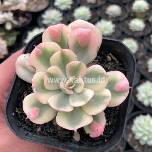 Echeveria Raindrops Tricolor Aurea Variegated, real gallery image #8 plants. Picture taken directly from kaktus.id community Echeveria farmer green houses.