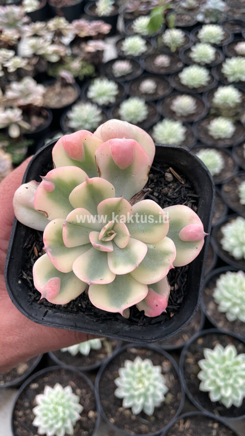 Echeveria Raindrops Tricolor Aurea Variegated, real gallery image #7 plants. Picture taken directly from kaktus.id community Echeveria farmer green houses.
