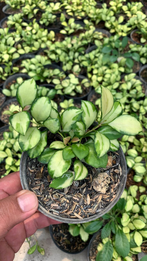 Hoya Heuschkeliana Variegated, real gallery image #2 plants. Picture taken directly from kaktus.id community Hoya farmer green houses.