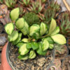 Hoya Heuschkeliana Variegated, real gallery image #9 plants. Picture taken directly from kaktus.id community Hoya farmer green houses.