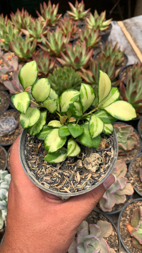 Hoya Heuschkeliana Variegated, real gallery image #8 plants. Picture taken directly from kaktus.id community Hoya farmer green houses.