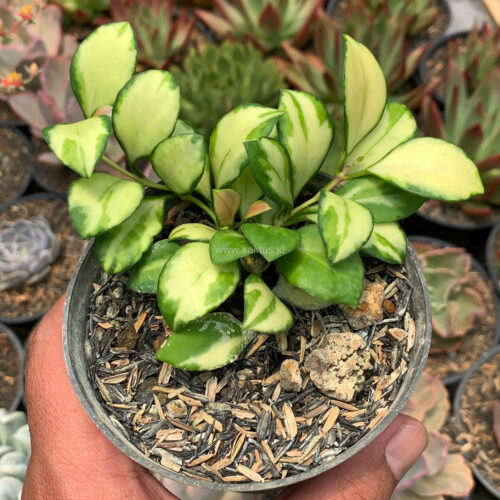 Hoya Heuschkeliana Variegated, real gallery image #7 plants. Picture taken directly from kaktus.id community Hoya farmer green houses.